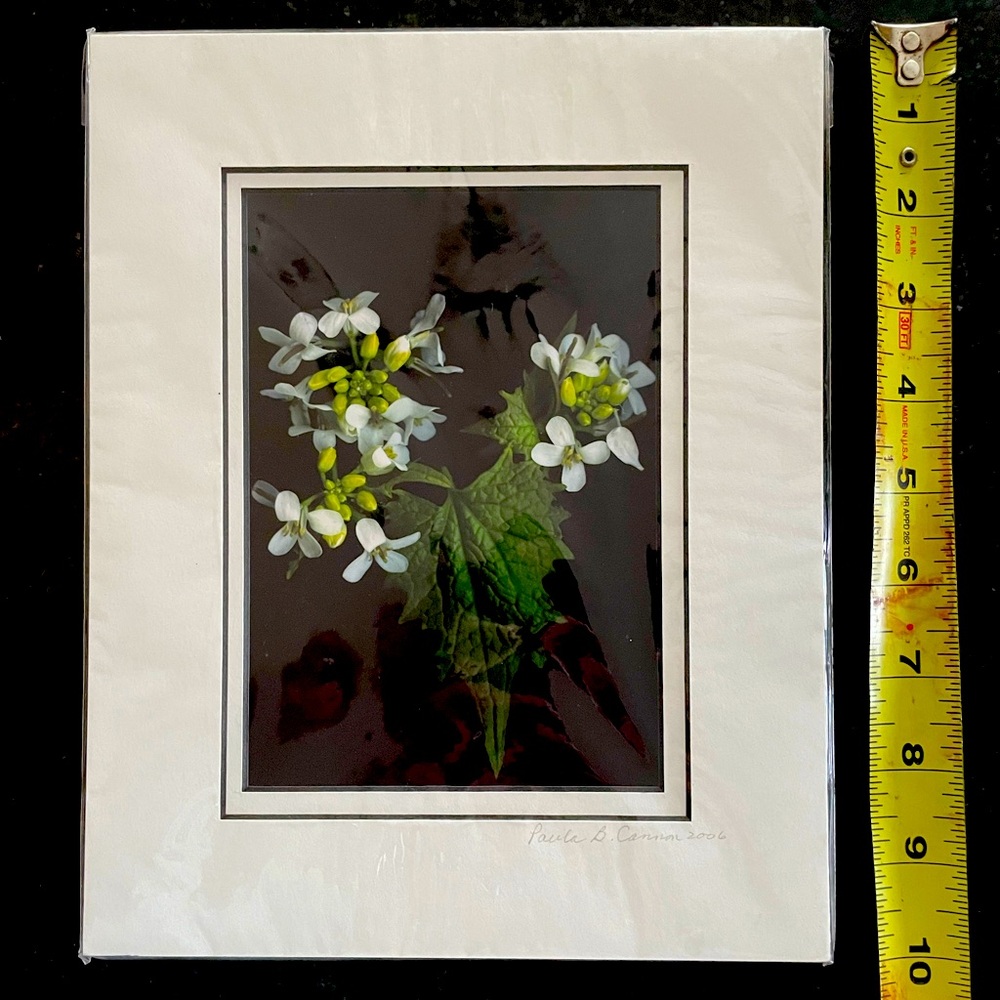 Matted print by Paula B. Cannon